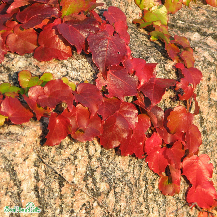 Parthenocissus tricuspidata 'Veitchii' A-Kval C5 80-100cm