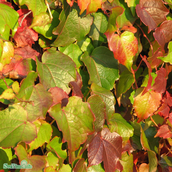 Parthenocissus tric.'Veitchii' A-Kval C2
