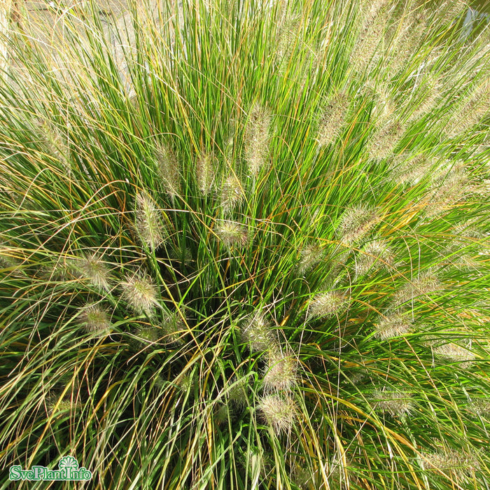 Pennisetum alopecuroides 'Hameln' C5
