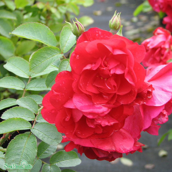 Rosa rugosa 'Hansaland' A kval C4