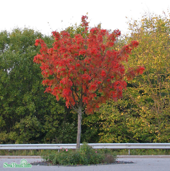 Sorbus ulleungensis 'Dodong' Solitär Flerstammad Kl 200-250cm