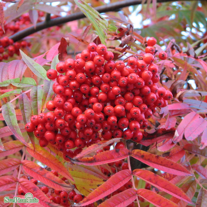 Sorbus ulleungensis 'Dodong' Solitär Flerstammad Kl 200-250cm