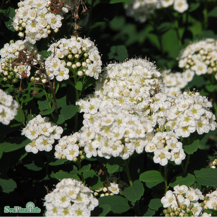 Spiraea betulifolia 'Tor' Busk C4,5 25-30cm