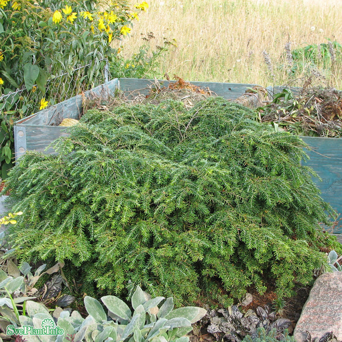 Tsuga canadensis 'Jeddeloh' D4 25-30cm