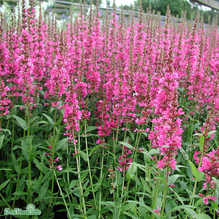 Lythrum salicaria 'Robert' A-kval