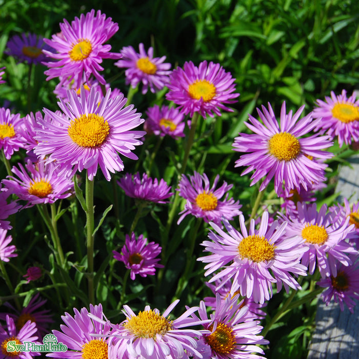 Aster alpinus 'Happy End' A-kval