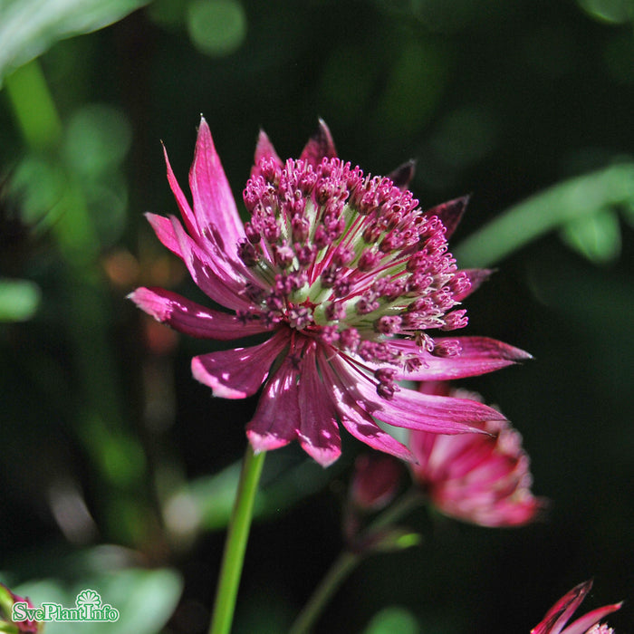 Astrantia major 'Claret' A-kval