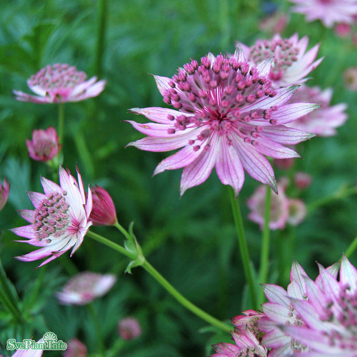 Astrantia major 'Roma'