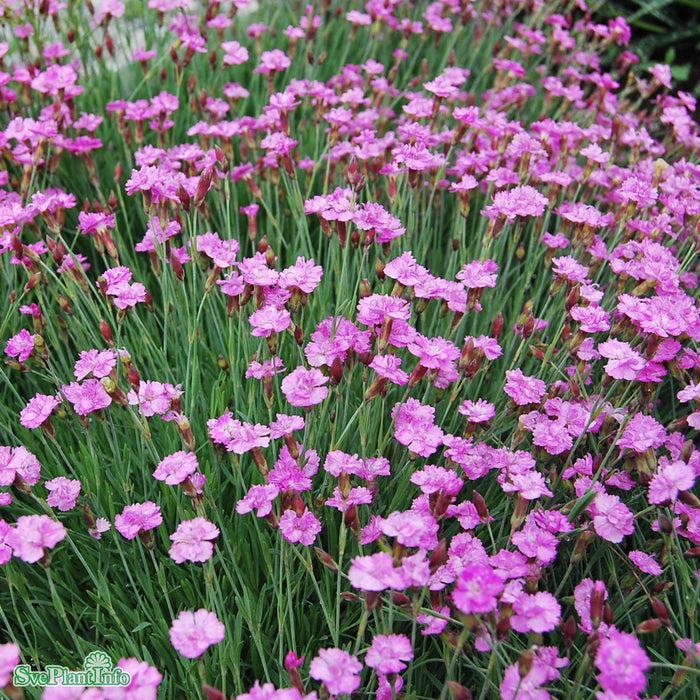Dianthus Gratianopolitanus-Gr. 'Pink Jewel' A-kval