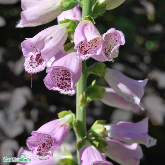 Digitalis purpurea 'Rosa' A-kval