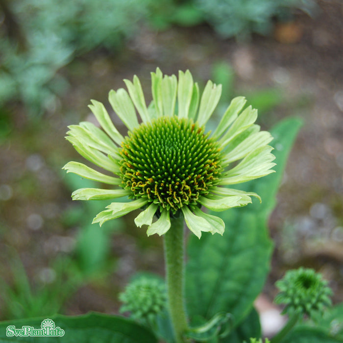 Echinacea 'Green Jewel' A-kval