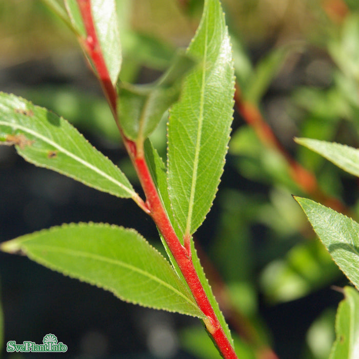 Salix x fragilis f. vit. 'Vinterglöd' E Ungträd 150-200cm Co