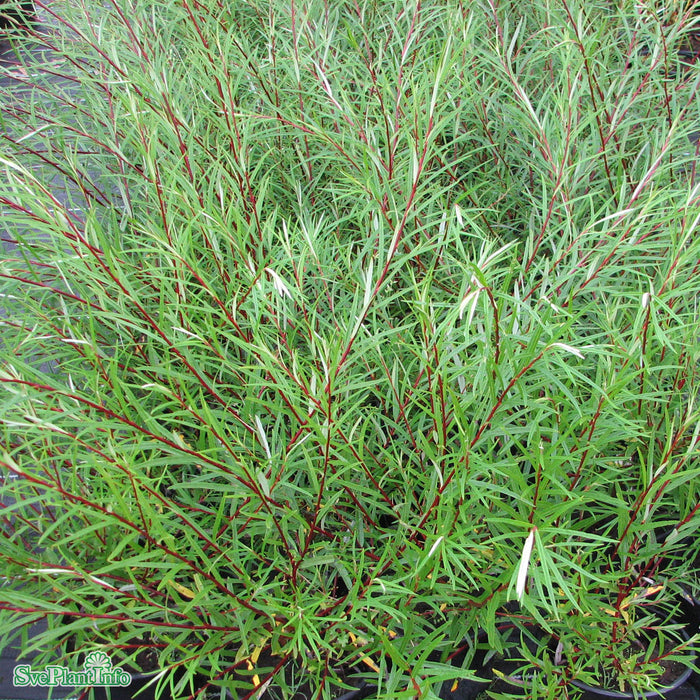 Salix elaeagnos 'Angustifolia' Stam C15 150cm