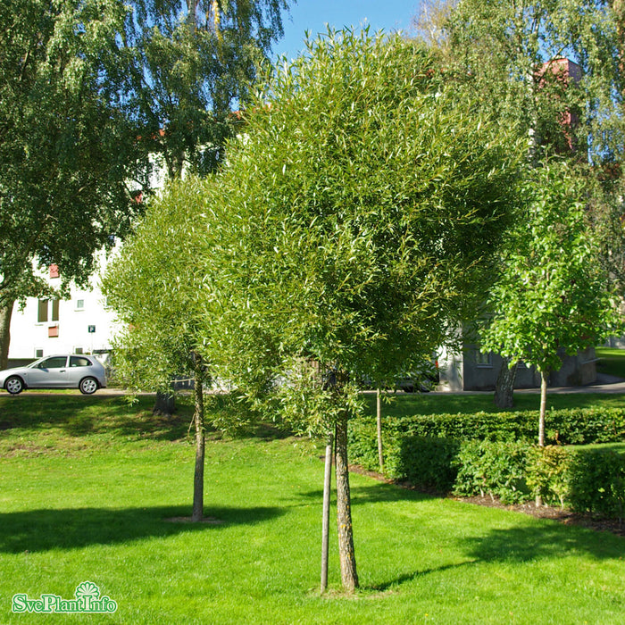 Salix fragilis 'Bullata' Solitär 100-125cm C10
