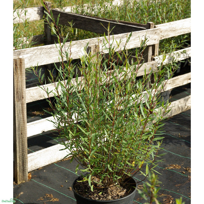 Salix purpurea 'Nana' Solitär C20