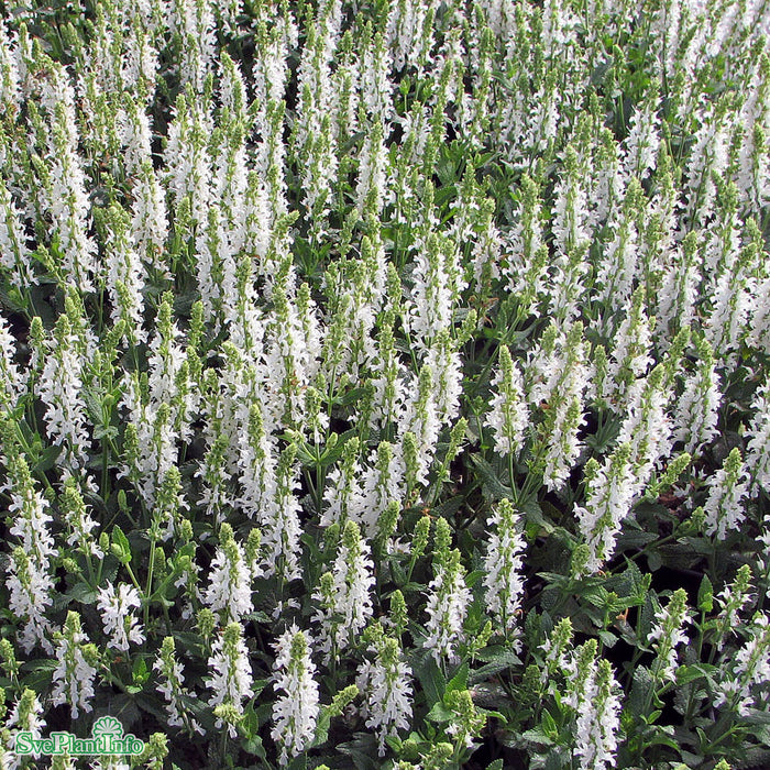 Salvia nemorosa 'Schneehügel' A-kval