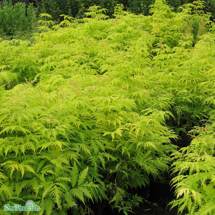 Sambucus racemosa 'Sutherland Gold' C6 50-60cm
