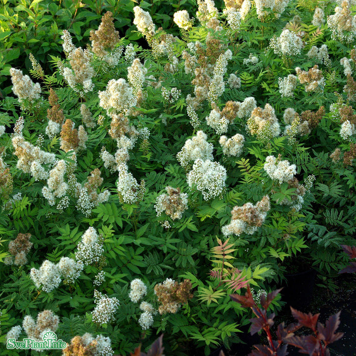 Sorbaria sorbifolia 'Sem' C6