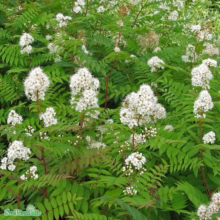 Sorbaria grandiflora 'Maia' E Busk C5
