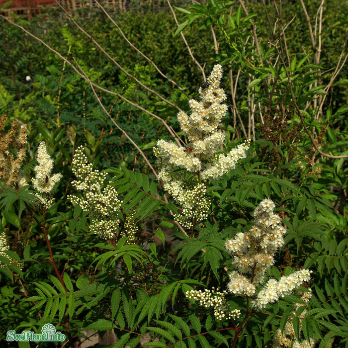 Sorbaria sorbifolia 'Pia' E Busk C5