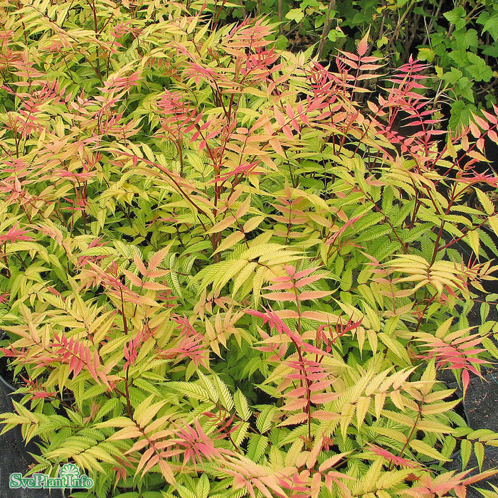 Sorbaria sorbifolia 'Sem' C10 50-60cm