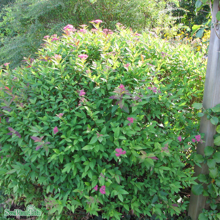 Spiraea japonica 'Anthony Waterer' Busk C5