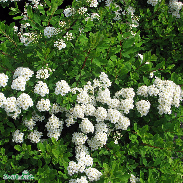 Spiraea nipponica 'Snowmound' Busk C3