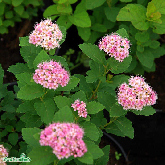 Spiraea splendens C3,5