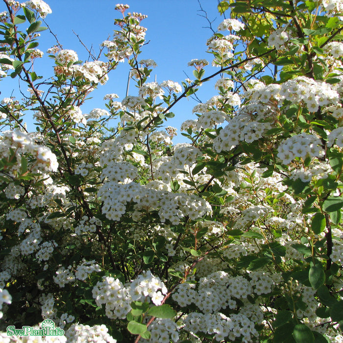Spiraea vanhouttei C5