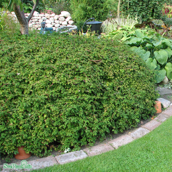 Stephanandra incisa 'Crispa' Busk C3