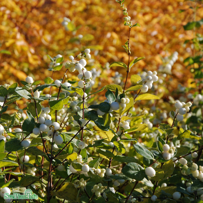 Symphoricarpos doorenbosii 'White Hedge' Busk C5
