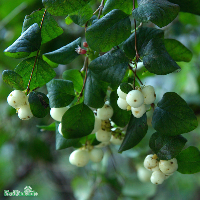 Symphoricarpos doorenbosii 'White Hedge' Busk C5