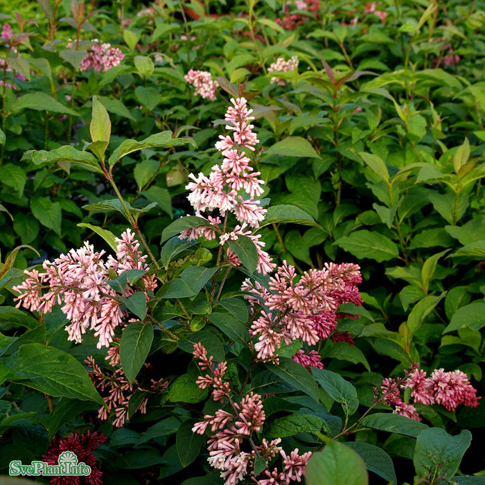 Syringa komarowii ssp. reflexa Solitär C20 150-175cm