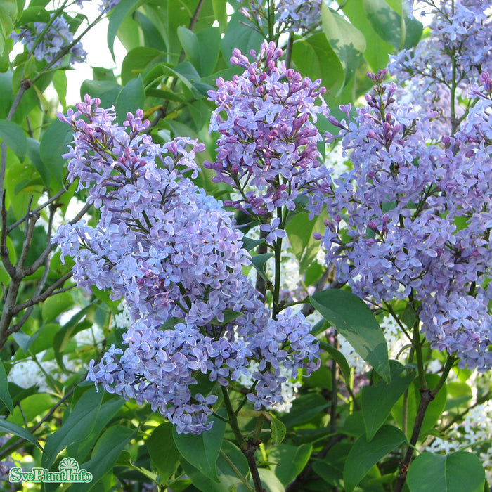 SYRINGA VULGARIS Busk C5