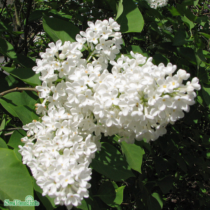 Syringa vulgaris f. alba Busk C5