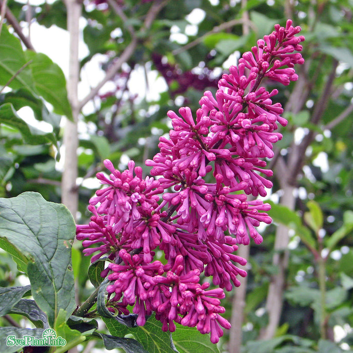 Syringa prestoniae 'Redwine' Solitär C35 125-150cm