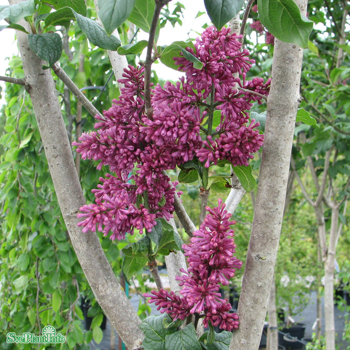 Syringa prestoniae 'Redwine' Solitär Kl 125-150cm
