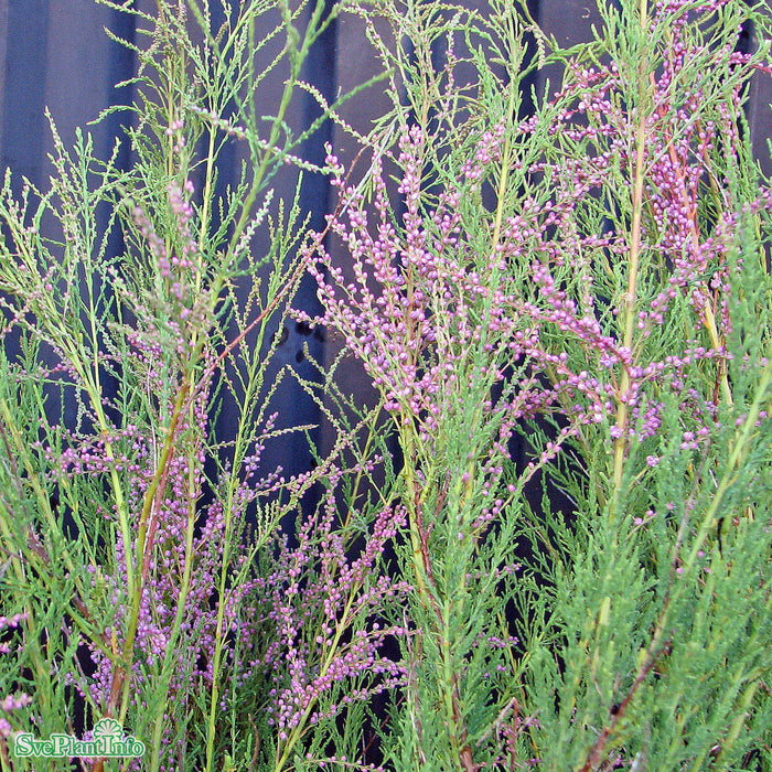 Tamarix ramosissima 'Pink Cascade' Högstam C50 So 12-15
