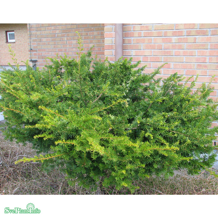 Taxus x media 'Farmen' C3 25-30cm