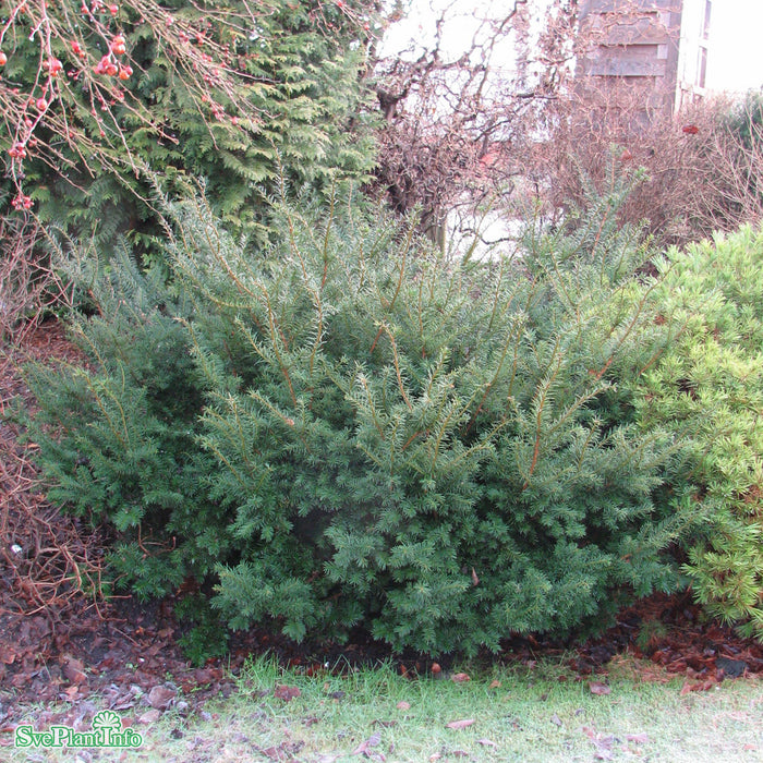 Taxus x media 'Farmen' C3 25-30cm