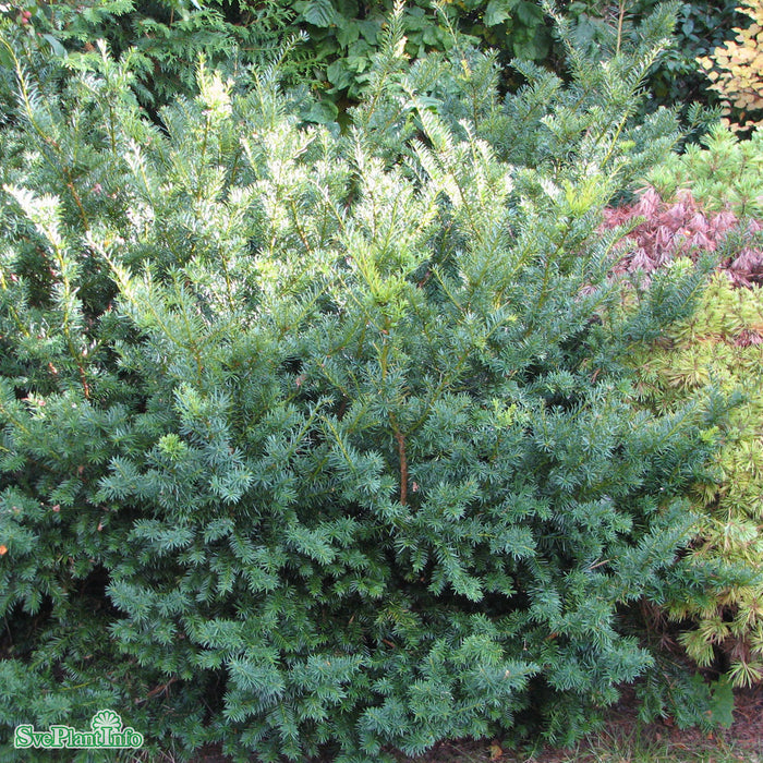 Taxus x media 'Farmen' C3 25-30cm