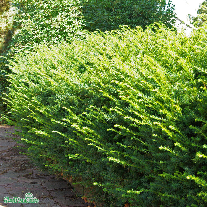 Taxus x media 'Farmen' C7,5 40-50cm
