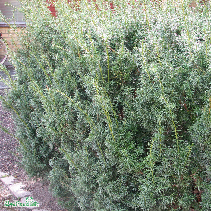 Taxus x media 'Hicksii' Bonsai C 200cm