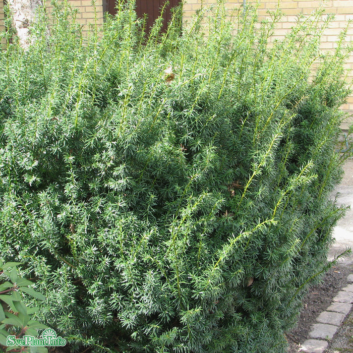Taxus x media 'Hicksii' Bonsai C 200cm