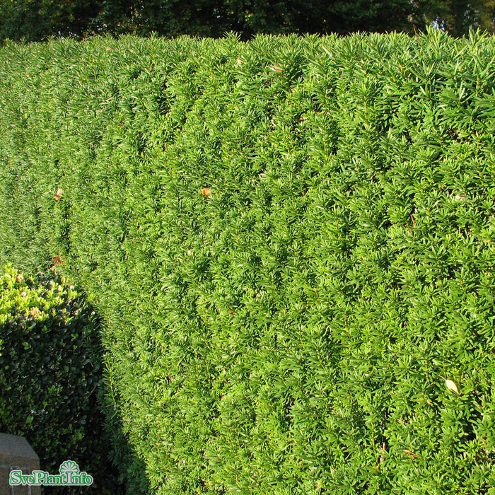 Taxus x media 'Hillii' Kl 80-100cm
