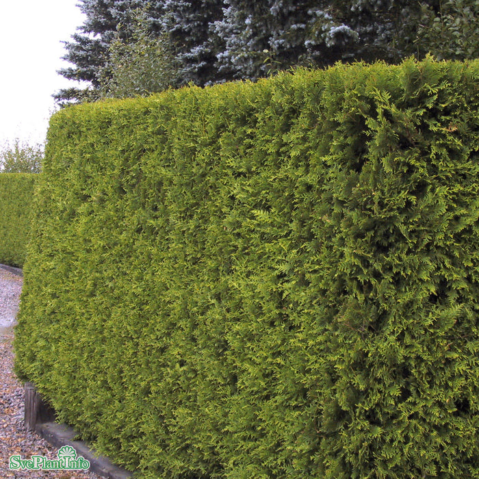Thuja Brabant Kl 120-140 Beställningsvara