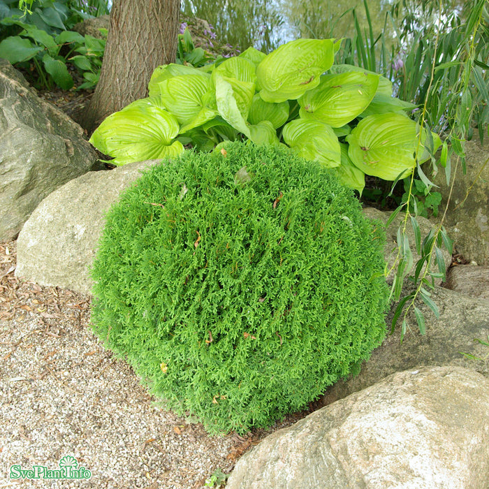 Thuja occidentalis 'Tiny Tim' C7,5 30-40cm