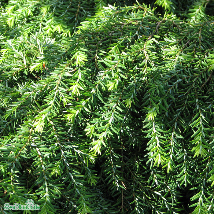 Tsuga canadensis 'Jeddeloh' D4 25-30cm