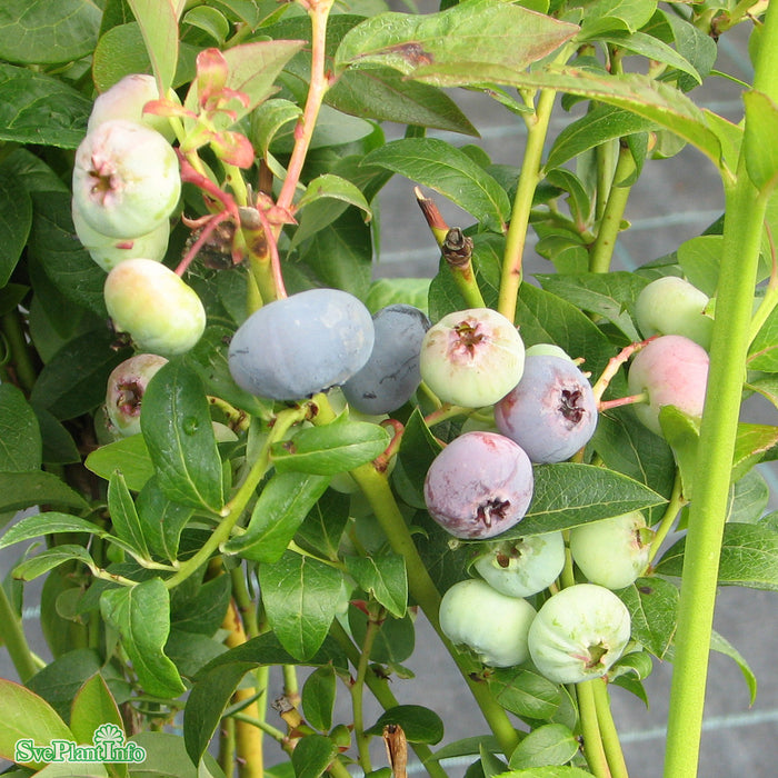 Vaccinium corymbosum 'Bluecrop' C3,5
