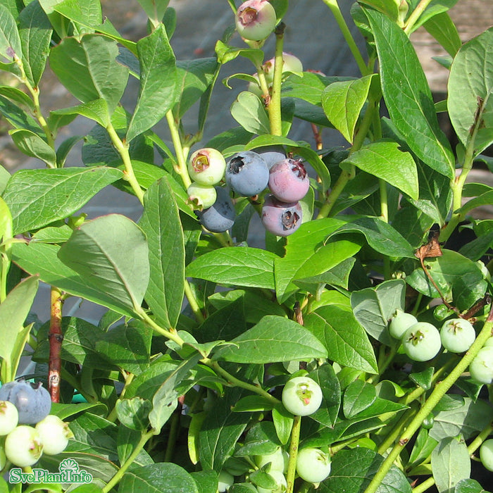 Vaccinium corymbosum 'Goldtraube' Busk C5
